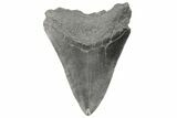 4.45" Fossil Megalodon Tooth - South Carolina - #190240-1